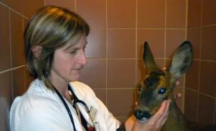 Emma Keeble examining roe deer