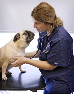 A vet examines a dog