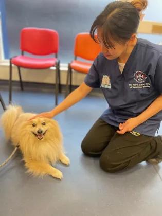 A vet in grey scrubs is stroking a dog