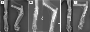 3 Xray images, side by side, showing hind cat legs. The middle and right image shows the cat's leg fixed by a plate and surgical nails after undergoing surgery