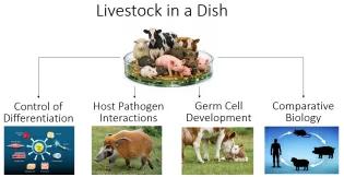 Burdon lab research themes