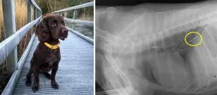 brown spaniel with yellow collar sitting on wooden bridge and xray of dogs abdomen showing a triple headed fish hook in its stomach
