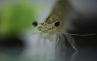 A close-up of a whiteleg shrimp.