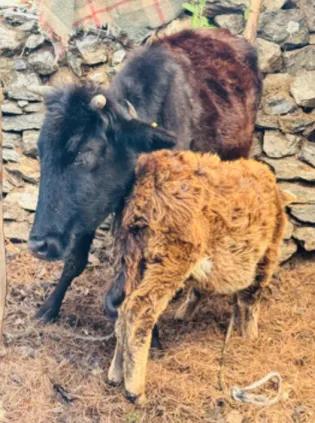 Chauri (yak-cow hybrid) feeding young