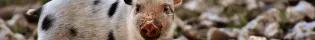 Pig Banner