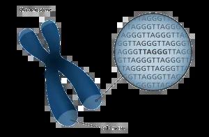 Diagram showing where telomeres are found on the chromosome.