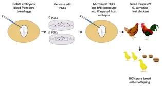 iCaspase9 schematic