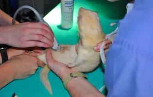 Exotics - Albino ferret