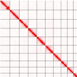 This Hi-C contact map highlights the 10 super scaffolds generated using HiRise™ scaffolding tool.