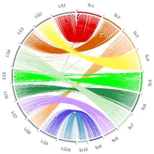This circos plot demonstrates the congruence between the 10 super scaffolds of the flat oyster genome assembly.