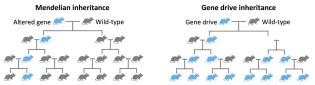 Gene drive