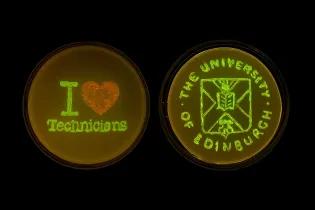 Fluorescent image of two petri dishes, on the left it reads I love technicians and right The University of Edinburgh logo.