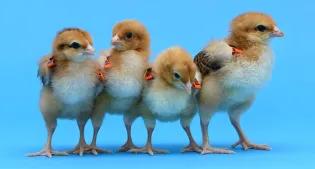 Healthy chicks with DDX4 knockout