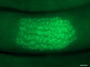  CSF1R-eGFP (green) transgene expression ileum