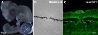 MemGFP chick optic fissure