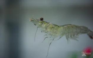 Whiteleg Shrimp