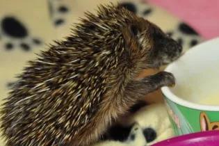 hoglet