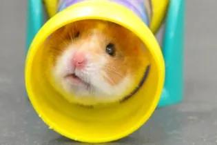 rep-hamster
