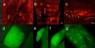 CSF1R-eGFP and CSF1R-mApple Composite