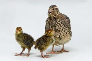 Quail and chicks