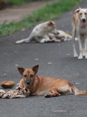 stray dogs