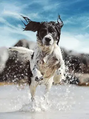 black and white spaniel running through the water on a sunny beach