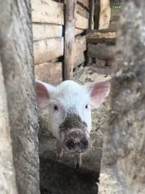 Piglet uganda