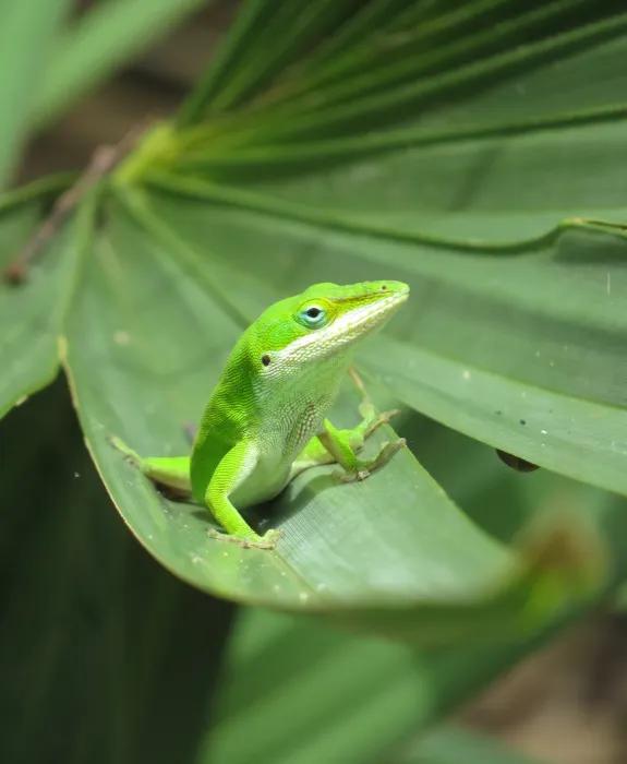 A green anole lizard sits on a large leaf.
