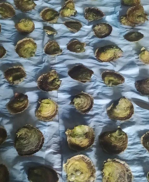 Oysters found at the lake are tested methodically for infection.