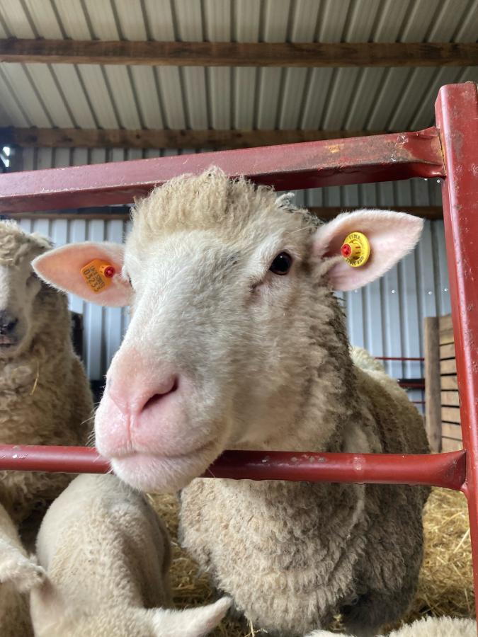 A poll Dorset sheep stands by a gate in an indoors sheep pen.