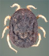 image of a tick