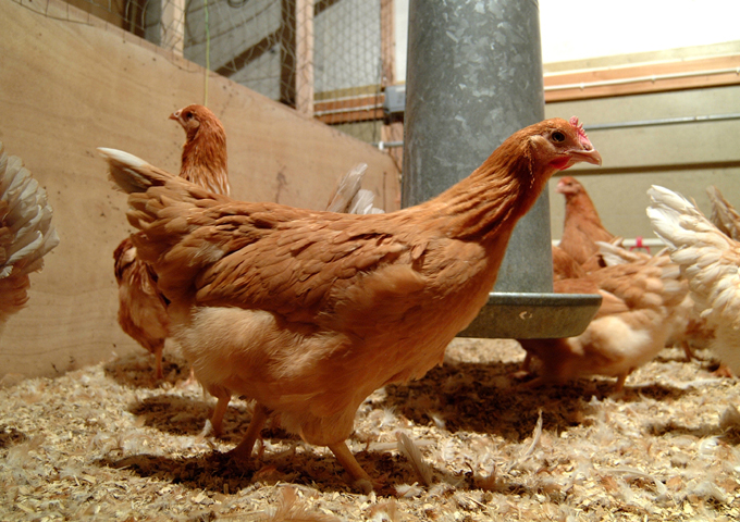 Image of chickens