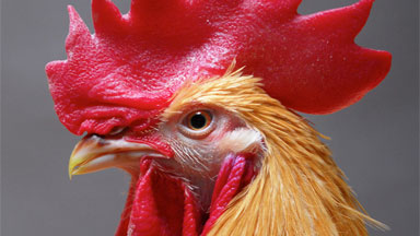 Close up image of a chicken's head