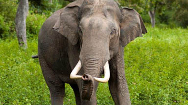 Image of an elephant