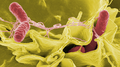 Image of salmonella