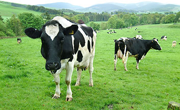 Cows