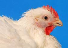 Picture of a chicken