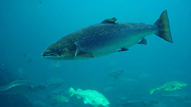 Atlantic Salmon