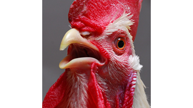 Image of a chicken