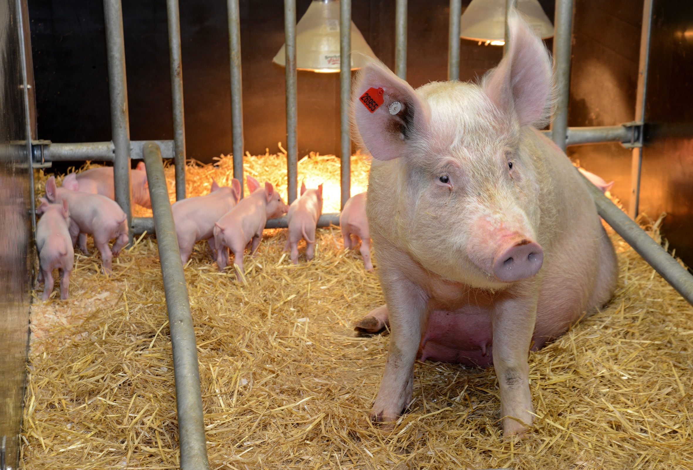 mother and piglets