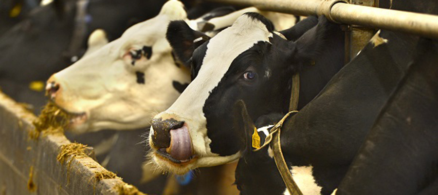 Feeding cattle