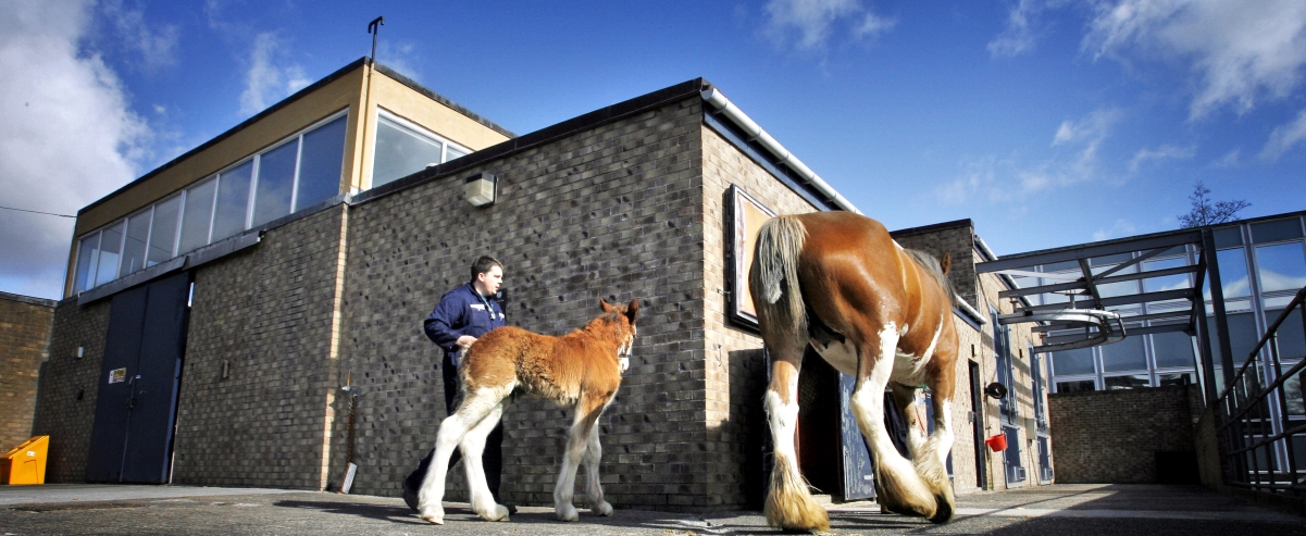 The current Equine Hospital Surgery Facilities