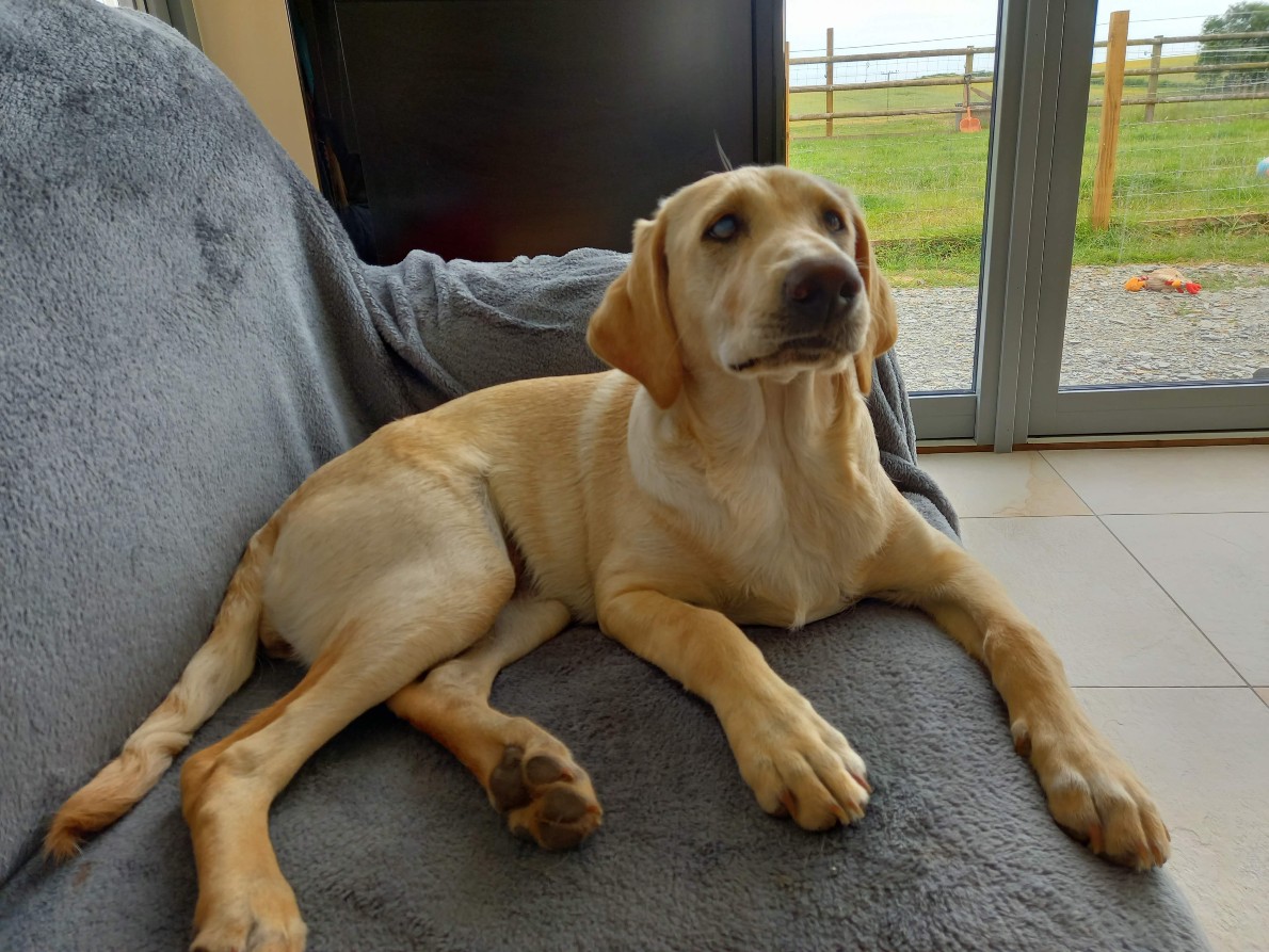 Minnie the dog relaxing no a settee