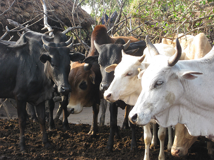 African cattle