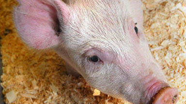 Image of a pig