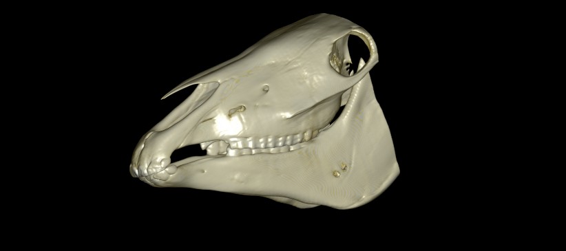 Vets studies 3D scans of horse skulls.