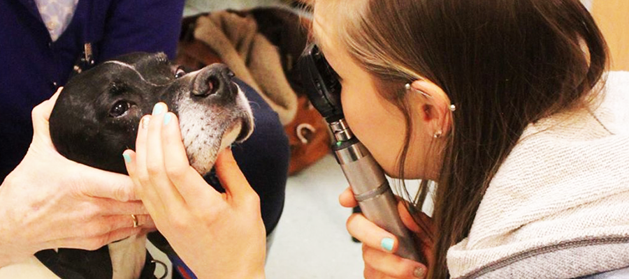 A dog being examined by a vet