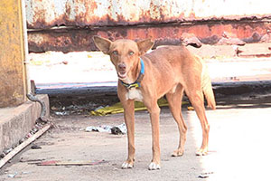 notched ear dog