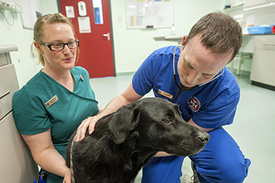 A dog being examined by two vets.