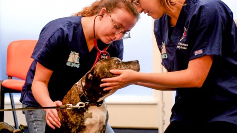 Two All4Paws vets treating a dog